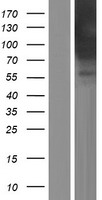 Amphiphysin (AMPH) Human Over-expression Lysates NM_139316