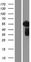 ls000274 bin1 human over expression lysates nm 004305 wb testing 4