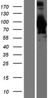 ls000274 bin1 human over expression lysates nm 139343 wb testing 1