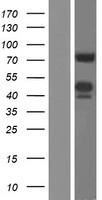 ls000274 bin1 human over expression lysates nm 139346 wb testing 5