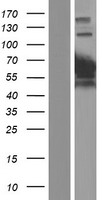 ls000274 bin1 human over expression lysates nm 139349 wb testing 8