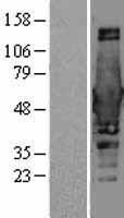 ls000274 bin1 human over expression lysates nm 139350 wb testing 3