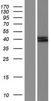 ls000275 aminomethyltransferase amt human over expression lysates nm 001164711 wb testing 3