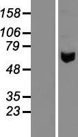 ls000279 pancreatic alpha amylase amy2a human over expression lysates nm 000699 wb testing 1