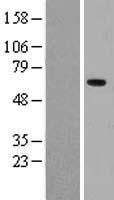 AMY2B Human Over-expression Lysates NM_020978