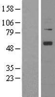 Angiopoietin 1 (ANGPT1) Human Over-expression Lysates NM_001146