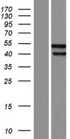 Angiopoietin 2 (ANGPT2) Human Over-expression Lysates NM_001118888