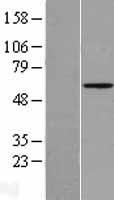 Angiopoietin 2 (ANGPT2) Human Over-expression Lysates NM_001147