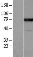 Annexin VI (ANXA6) Human Over-expression Lysates NM_004033