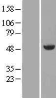 ls000310 annexin vii anxa7 human over expression lysates nm 004034 wb testing 2