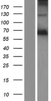 ls000313 acyloxyacyl hydrolase aoah human over expression lysates nm 001177506 wb testing 1