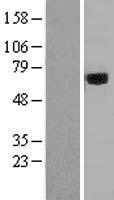 ls000313 acyloxyacyl hydrolase aoah human over expression lysates nm 001637 wb testing 3