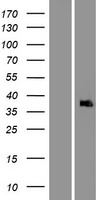ls000317 apaf1 human over expression lysates nm 181869 wb testing 1