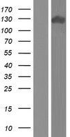 ls000321 apba2 human over expression lysates nm 001130414 wb testing 1