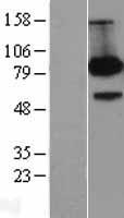 ls000322 fe65 apbb1 human over expression lysates nm 001164 wb testing 1