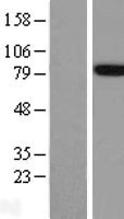 ls000322 fe65 apbb1 human over expression lysates nm 145689 wb testing 2