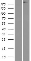 ls000324 apc human over expression lysates nm 001127511 wb testing 1