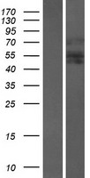 ls000326 aire human over expression lysates nm 000383 wb testing 1