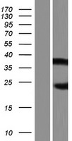 ls000326 aire human over expression lysates nm 000658 wb testing 2