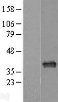 ls000328 ape1 apex1 human over expression lysates nm 080649 wb testing 4