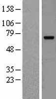 cIAP2 (BIRC3) Human Over-expression Lysates NM_001165