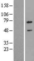 cIAP2 (BIRC3) Human Over-expression Lysates NM_182962