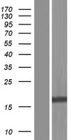 BIRC5 Human Over-expression Lysates NM_001012270