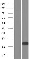 BIRC5 Human Over-expression Lysates NM_001012271