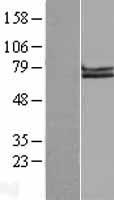 APLP1 Human Over-expression Lysates NM_005166