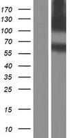 ls000334 aplp2 human over expression lysates nm 001142278 wb testing 2
