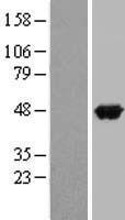 ls000337 apoa4 human over expression lysates nm 000482 wb testing 1