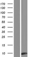Apolipoprotein CI (APOC1) Human Over-expression Lysates NM_001645