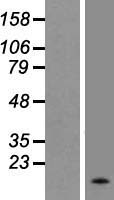 ls000344 apolipoprotein cii apoc2 human over expression lysates nm 000483 wb testing 1