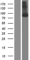 ls000351 amyloid precursor protein app human over expression lysates nm 001136129 wb testing 4