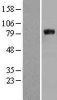 ls000351 amyloid precursor protein app human over expression lysates nm 201414 wb testing 3