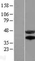 ls000355 cd95 fas human over expression lysates nm 000043 wb testing 1