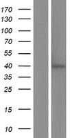 ls000355 cd95 fas human over expression lysates nm 152871 wb testing 3