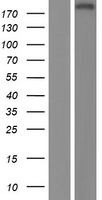 ls000357 apxl shroom2 human over expression lysates nm 001649 wb testing 1