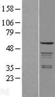 Coatomer subunit delta (ARCN1) Human Over-expression Lysates NM_001655