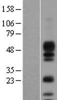 Amphiregulin (AREG) Human Over-expression Lysates NM_001657