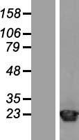 ls000375 arf1 human over expression lysates nm 001024226 wb testing 3