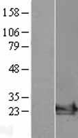 ls000382 arf6 human over expression lysates nm 001663 wb testing 1