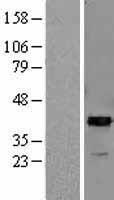 ls000384 arg2 human over expression lysates nm 001172 wb testing 1