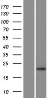 RHOG Human Over-expression Lysates NM_001665