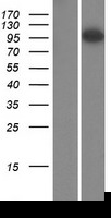ARHGAP4 Human Over-expression Lysates NM_001666