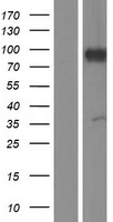 ls000395 arhgap6 human over expression lysates nm 013423 wb testing 1