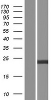 ls000396 rhogdi arhgdia human over expression lysates nm 001185078 wb testing 1
