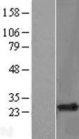 RHOH Human Over-expression Lysates NM_004310