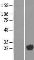 ls000402 arl2 human over expression lysates nm 001667 wb testing 1