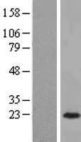 ARL3 Human Over-expression Lysates NM_004311